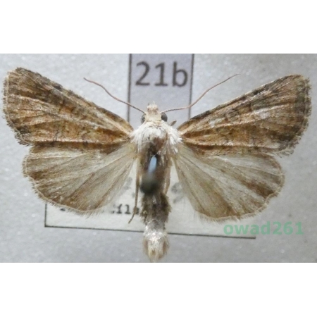 Mesoligia furuncula (Denis & Schiffermüller, 1775) Czech21b